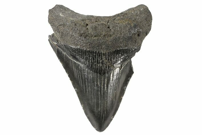 Fossil Megalodon Tooth - Georgia #74185